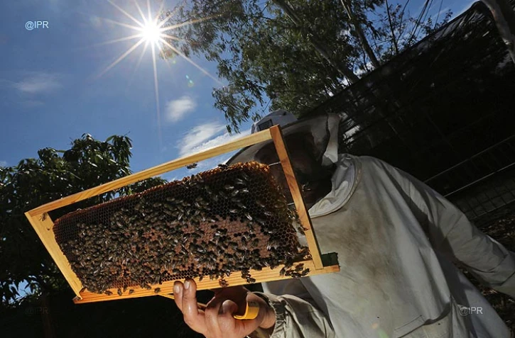 Apiculture