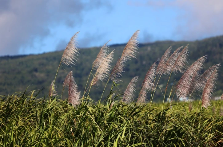 fleurs de canne à sucre