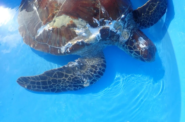 Kélonia : une tortue verte blessée par un requin