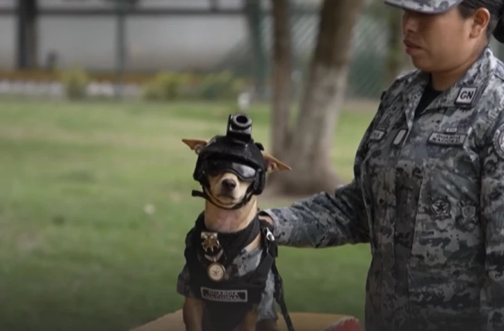 [Vidéos] Un chihuahua intègre un commando de police au Mexique