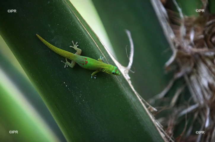Gecko 