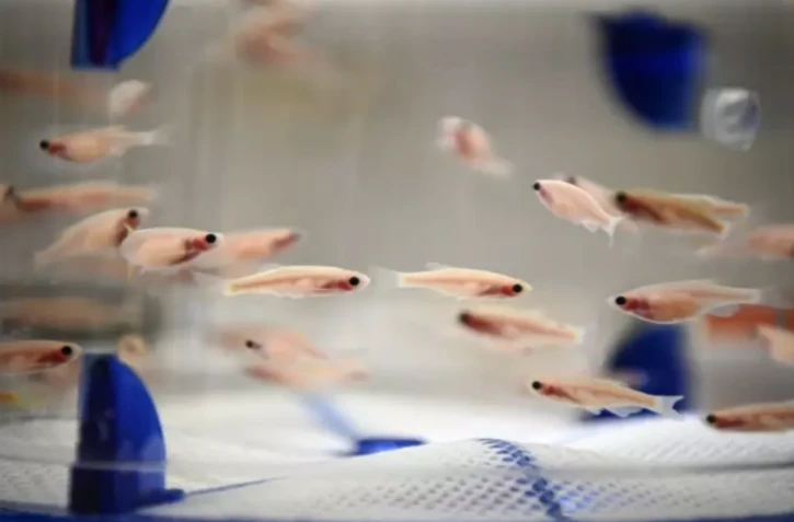 Des poissons-zèbres dans un aquarium de l'Institut Pasteur, le 20 juin 2023 à Paris ( AFP / Christophe ARCHAMBAULT )