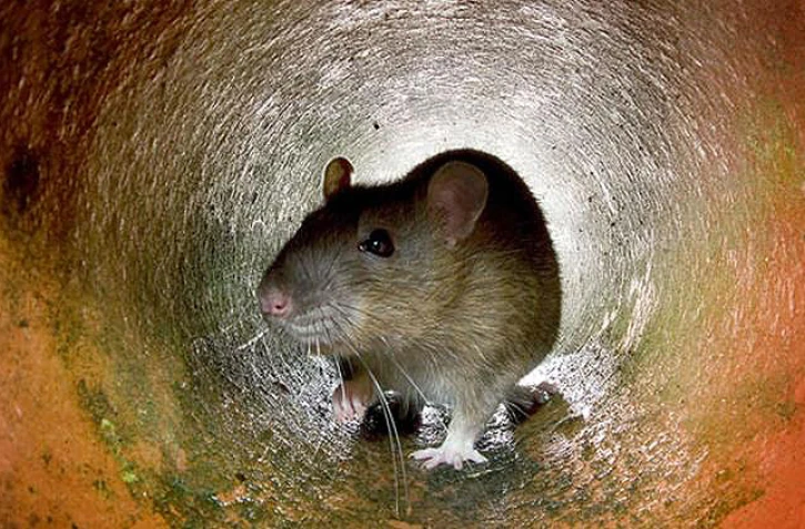 Rats