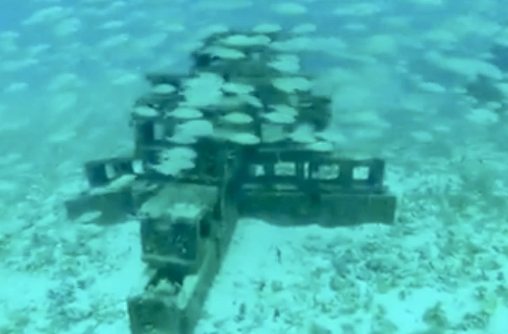 Récifs artificiels créés à partir des débris de l'ouragan Irma