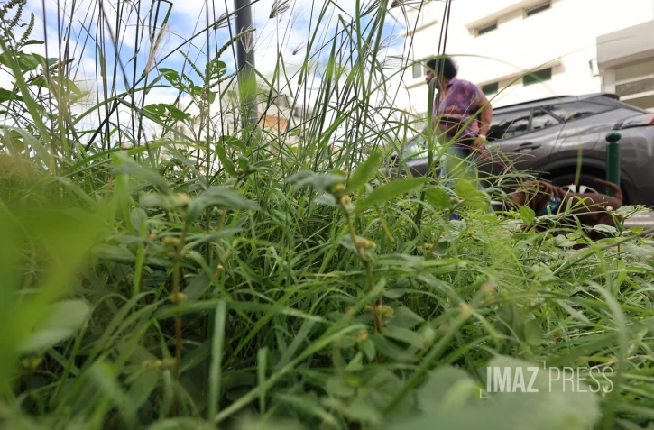 herbes 