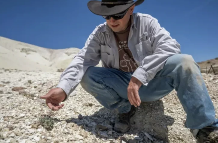 Patrick Donnelly, membre de l'ONG américaine Center for Biodiversity, examine un spécimen de "Tiehm's buckwheat", une fleur unique au monde et menacée par un projet de mine de lithium, sur le site de Rhyolite Ridge, dans le Nevada ( AFP / Robyn Beck )