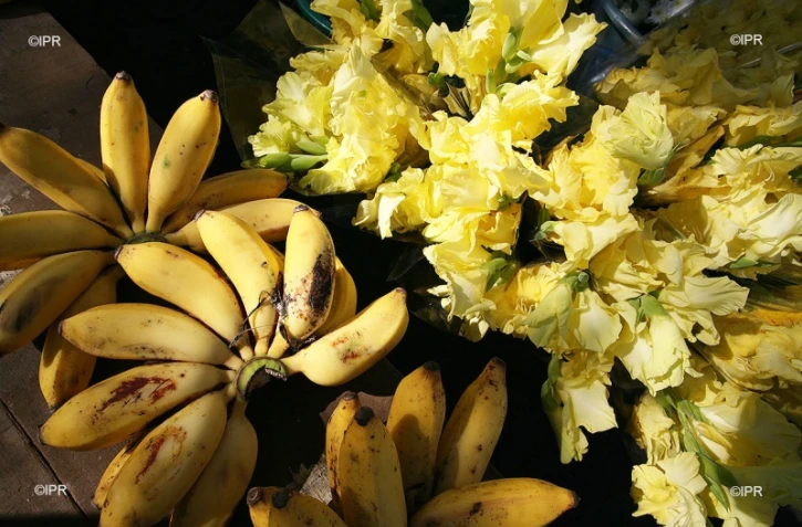 Bananes 