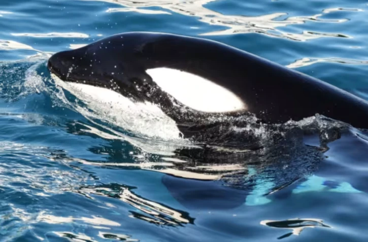 Keijo, l’orque mâle de Marineland, nage dans le bassin de l’arène des orques du parc à thème Marineland à Antibes, en France, le 27 novembre 2025 ( AFP / Valery HACHE )