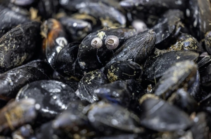 Moules, Mollusques