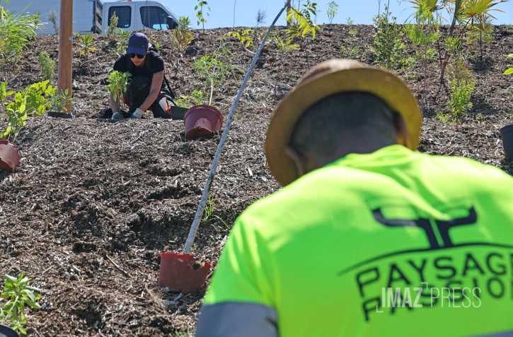 plantation d'arbres à la trinite 