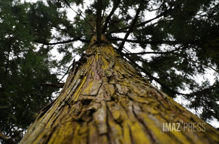 Forêt de Cryptomerias