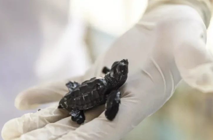 Un bébé tortue, sauvé par des bénévoles du centre de conservation marine Dekafok à Manavgat, le 14 juillet 2024 ( AFP / KEMAL ASLAN )