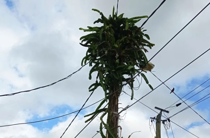 Saint-Pierre : un poteau EDF s'est transformé en arbre