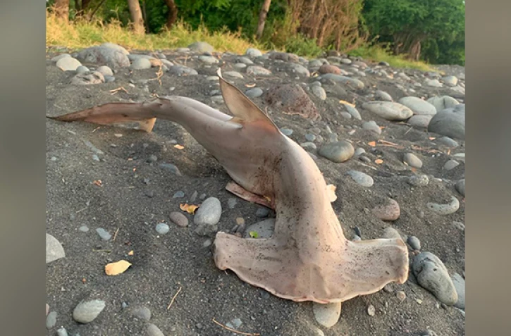 Saint-Paul : un requin-marteau retrouvé échoué sur le littoral
