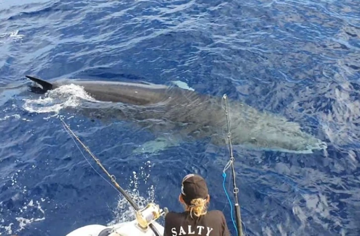 3 rorquals à saint gilles