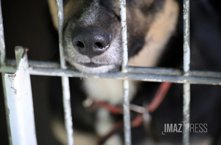 chien en fourrière