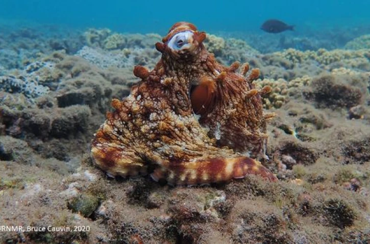 Réserve naturelle marine : la pèsh zourit c'est fini pour cette année