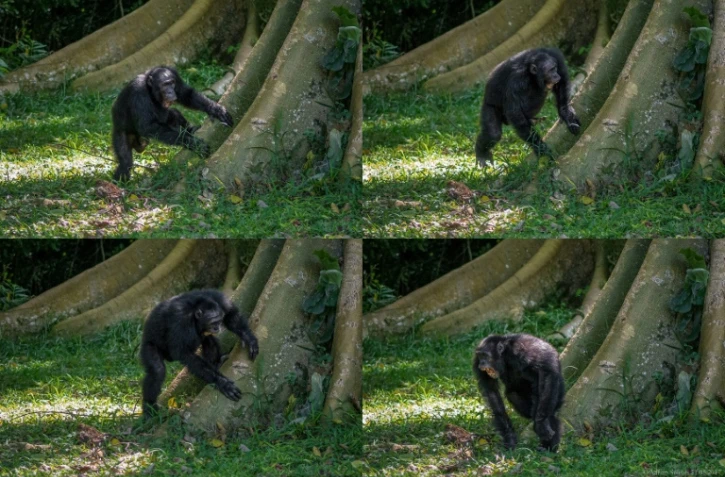 Un chimpanzé fait "de la batterie" sur la racine d'un arbre dans la forêt de Budongo en Ouganda, sur cette photo transmise le 6 septembre 2022 par l'Université de St Andrew