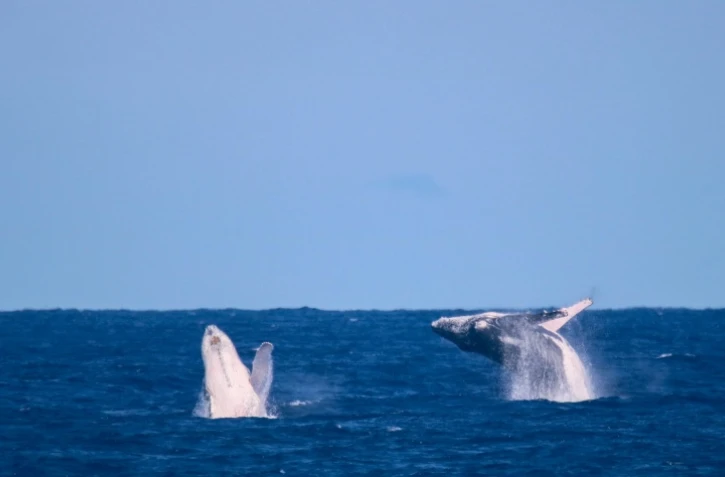 Saint-Leu : les baleines se donnent en spectacle à la Pointe au Sel