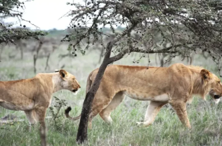L'invasion d'une espèce envahissante de formicidés a bouleversé le fragile écosystème de la savane et les habitudes alimentaires des lions au Kenya ( AFP / Todd Palmer )