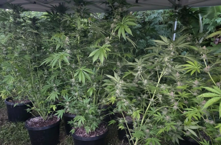 Saint-Denis : 70 pieds de cannabis découverts, quatre personnes interpellées