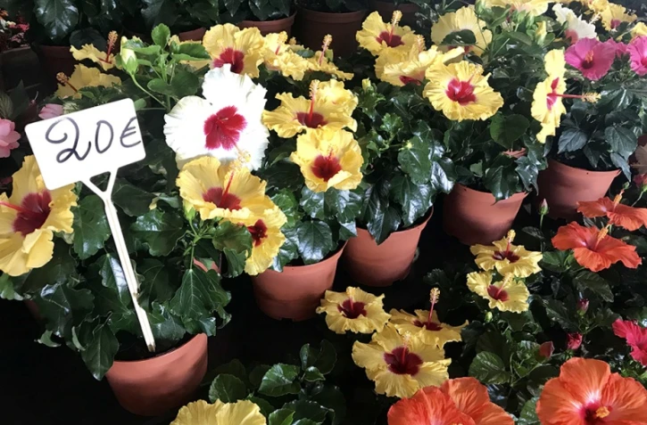 Flore et halle au Port 24ème édition