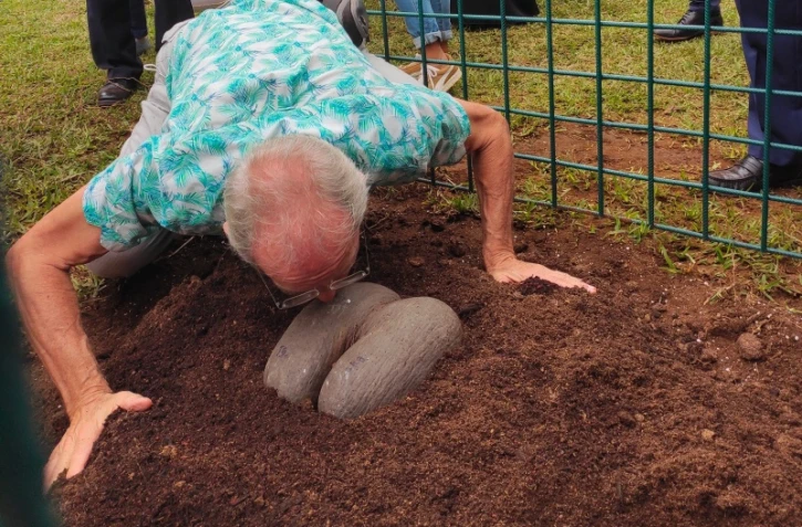 Le Tampon : la "coco-fesse", plus graine graine du monde, plantée au parc des Palmiers