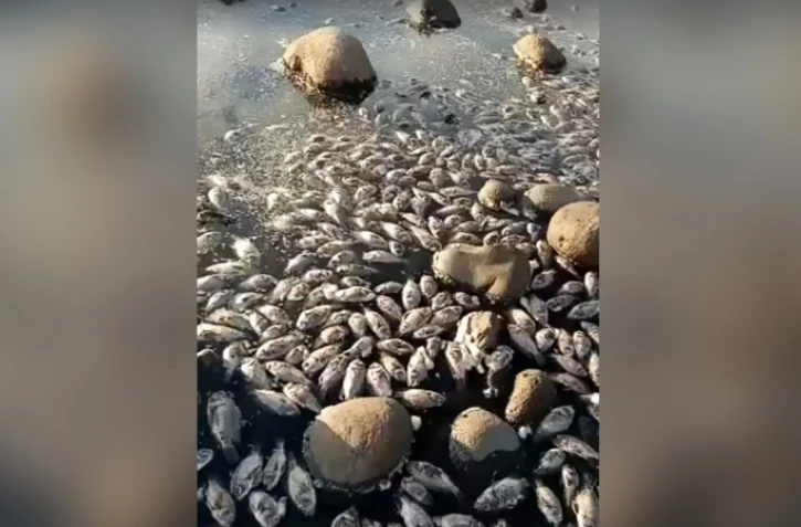 Des centaines de poissons morts retrouvés à l'Etang du Gol