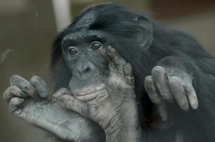 Un bonobo au zoo de Wilhelma à Stuttgart, en Allemagne,le 23 avril 2013 ( DPA / FRANZISKA KRAUFMANN )