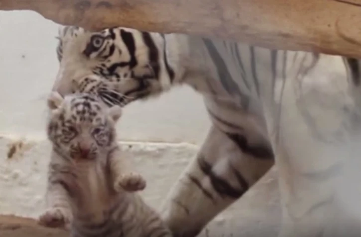 Tigres blancs Bengale