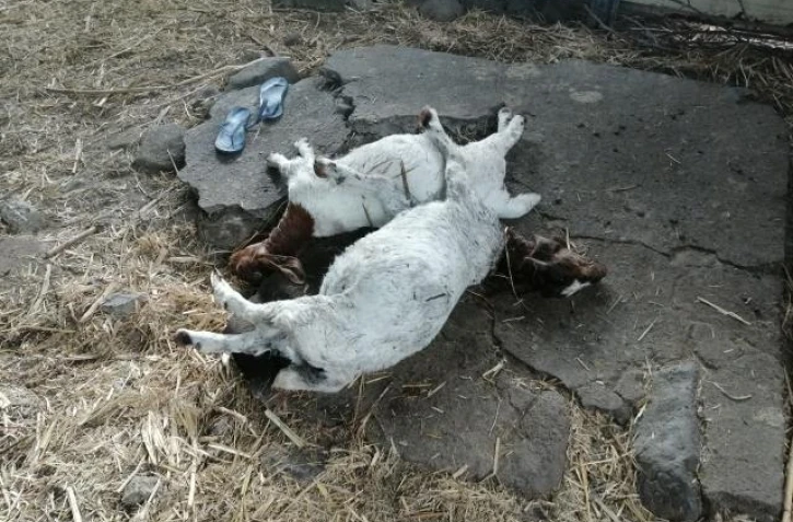 attaque exploitation cabris chiens errants saint-louis