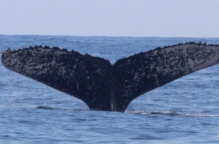 Baleine