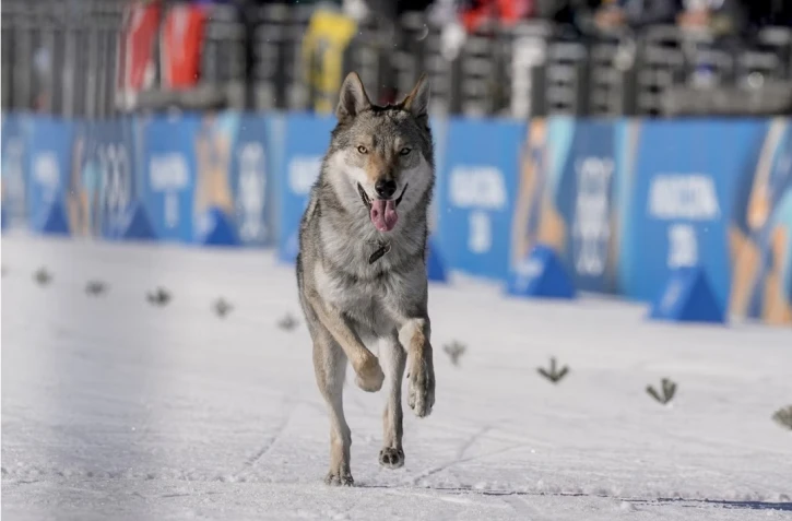JO 2026 : un chien-loup s'invite sur la piste d'arrivée du ski de fond