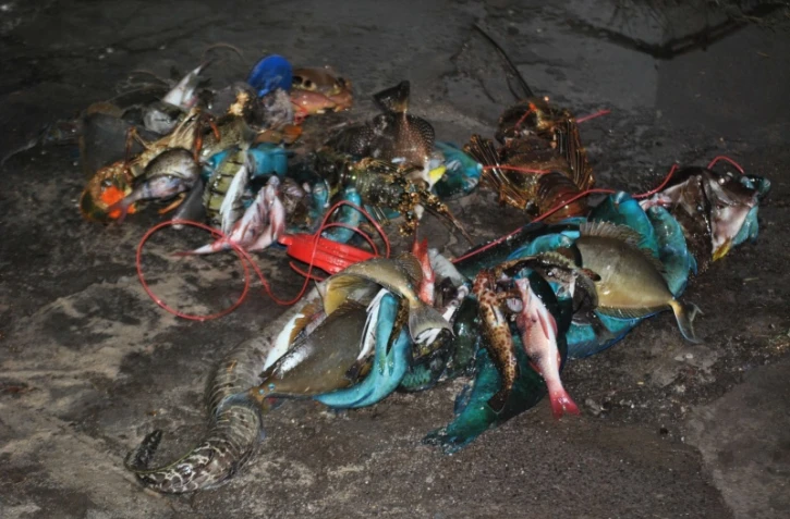 Réserve naturelle marine, pêce illégale, interpellation, poissons, crustacés