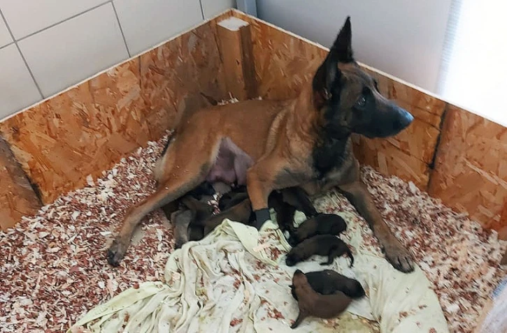 Police : la chienne Bella a donné naissance à 12 petits