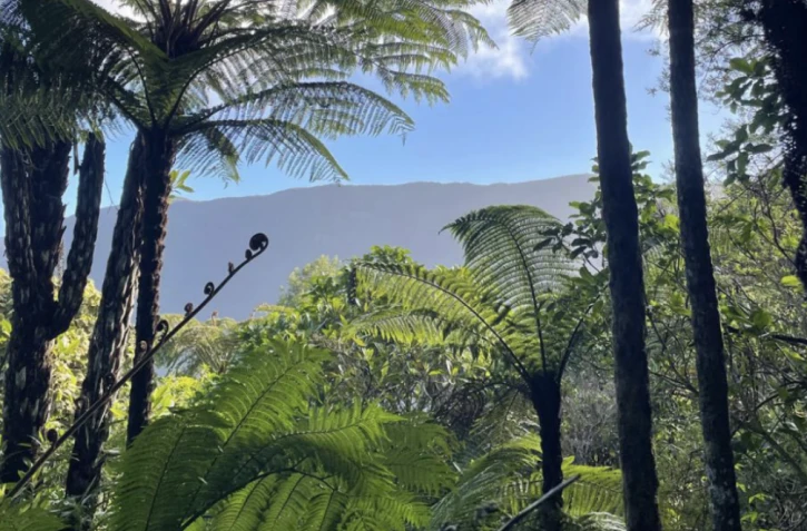 La Forêt du rempart à Grand Coude et l'espace naturel de Sans-Soucis, lauréats au Patrimoine Naturels et Biodiversité