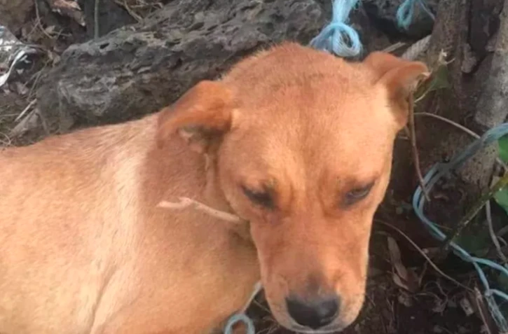 Chien ligoté association RPA