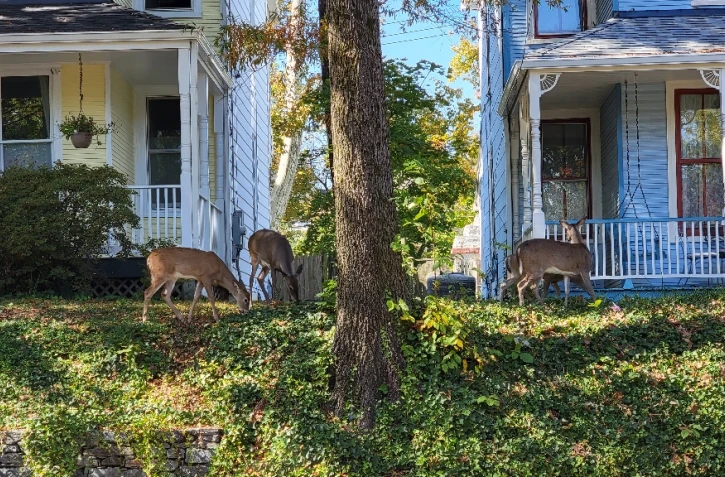 Des biches se promènent dans le quartier de Takoma, le 22 octobre 2022 à Washington ( AFP / Issam AHMED )