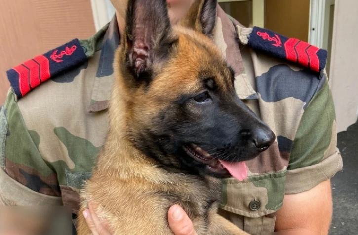 Police nationale : les chiots de Bella ont bien grandi 