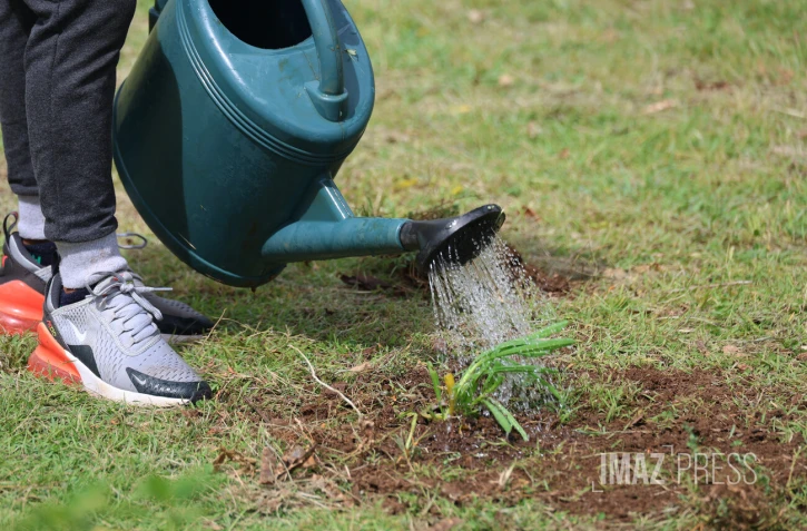 opération 1 naissance 1 arbre