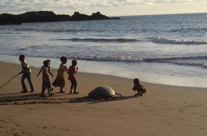 tortues Mohéli