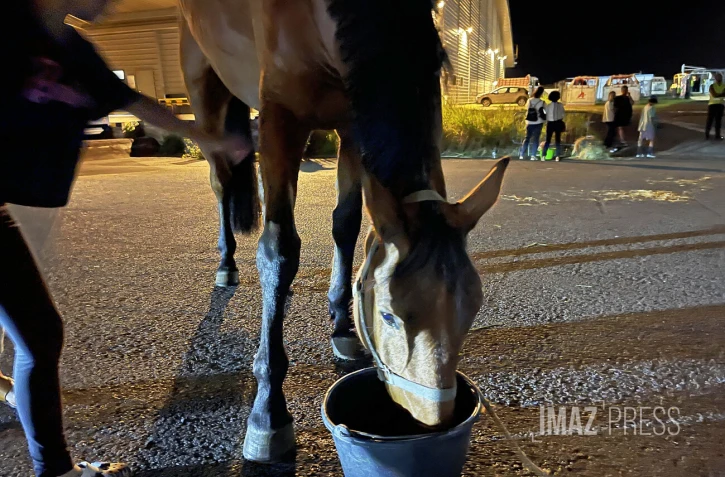 arrivée de chevaux pour les clubs d'équitation