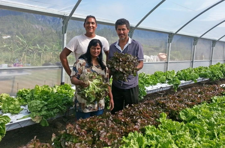 L'hydroponie, une technique de pointe à La Réunion