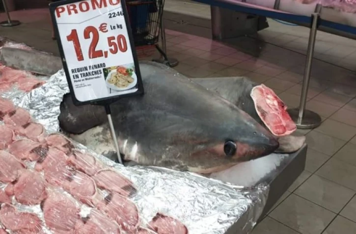 Requin-renard vendu en Intermarché