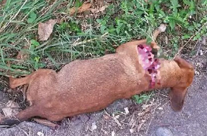 Chien retrouvé égorgé à Saint-Paul