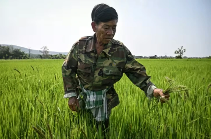 Un agriculteur inspectant une rizière qui vient d'être traitée avec la solution microbienne Soil Digest, dans la province de Chiang Rai en Thaïlande, le 18 mars 2026 ( AFP / Lillian SUWANRUMPHA )
