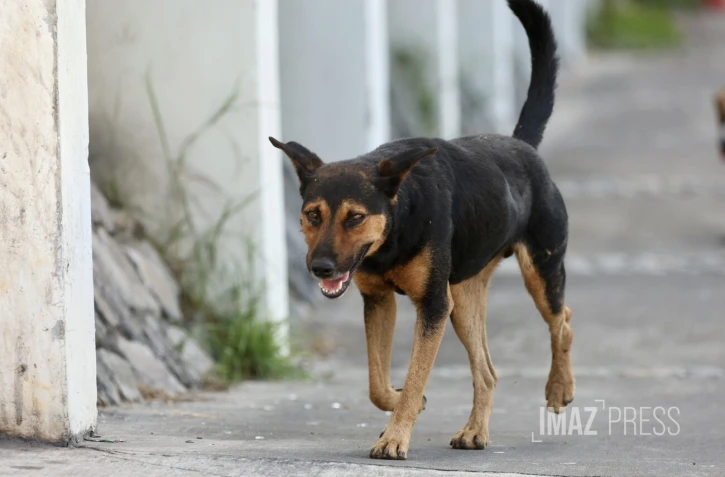 chien errant 