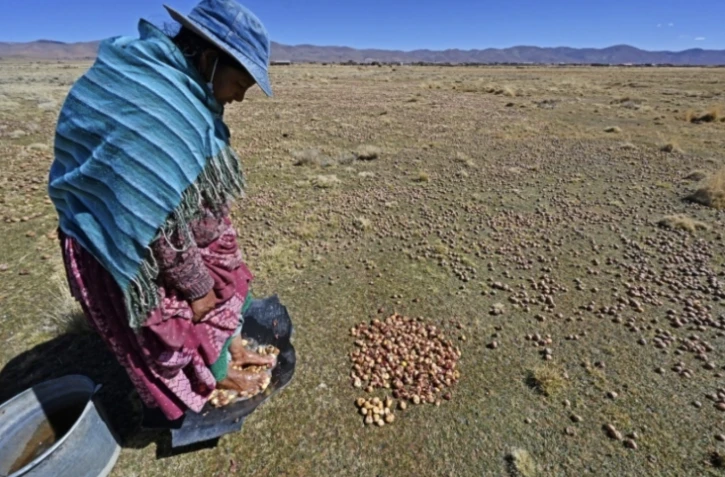 Un paysan dans un champs de pommes de terre à Machacamarca, en Bolivie, le 30 juin 2021 ( AFP / AIZAR RALDES )