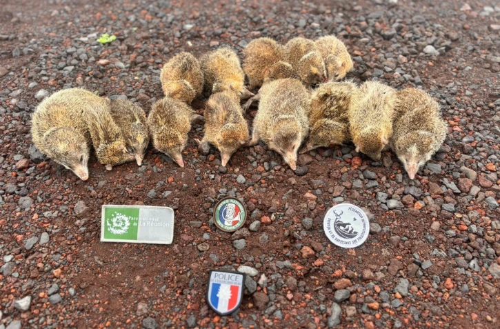 Chasse tangues : 65 tangues saisis dont 51 relâchés dans leur milieu naturel pour non respect de la réglementation  