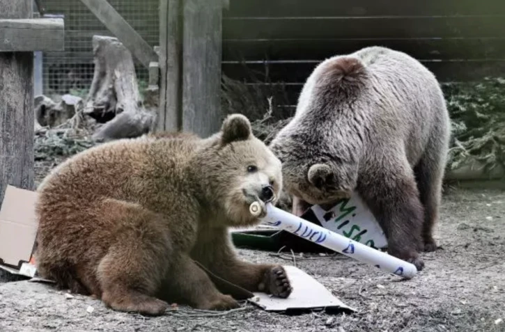   Photo diffusée par le zoo de Wildwood Devon, le 24 juin 2025, des deux oursons Misha et Lucy, âgés de 4 ans, dans leur enclos du zoo Wildwood Devon, à Ottery St Mary, dans le sud-ouest de l'Angleterre WILDWOOD TRUST/AFP Handout